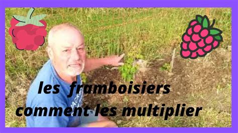 Cultiver Et Entretenir Ses Framboisiers Youtube