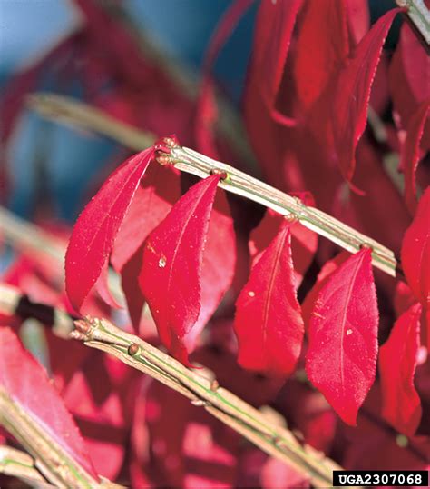 Winged Burning Bush Euonymus Alatus