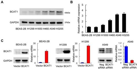 Full Article Bcat1 Overexpression Promotes Proliferation Invasion