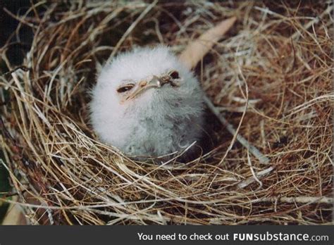 This Smug Ass Marshmallow FunSubstance