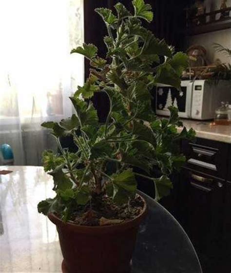 Королевская герань купить | Растения | Festima.Ru – частные объявления