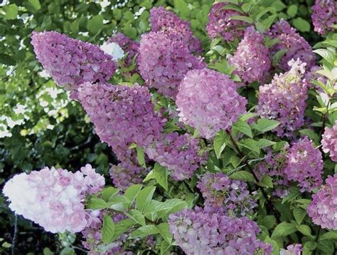 Гортензия «Сандей фрайз» (36 фото): описание сорта гортензии ...