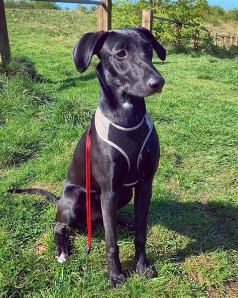 Whippet Mixes 31 Different Whippet Hybrids