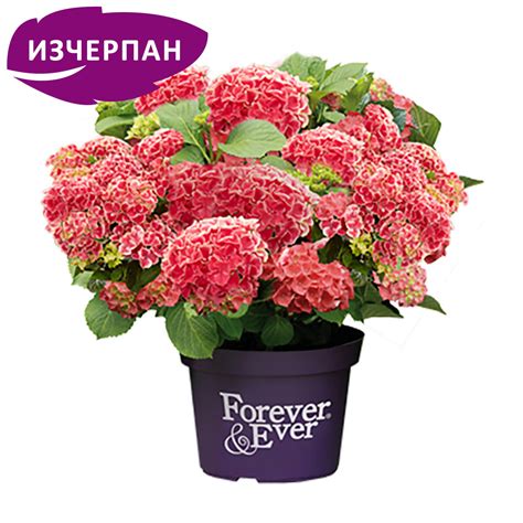 Macrophylla Red -White Forever & Ever® Red | LoveHortensia.com