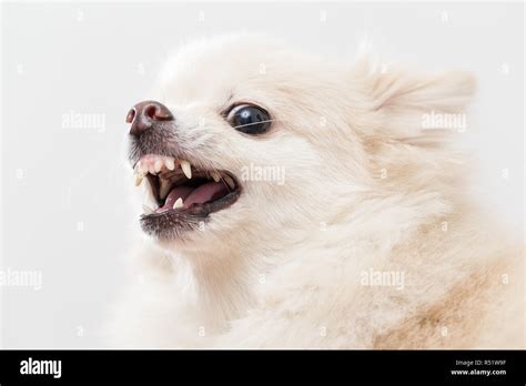 Pomeranian Getting Angry Stock Photo Alamy