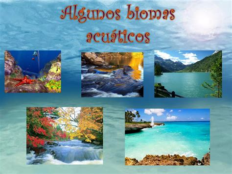 Característica Del Ecosistema Acuático 12