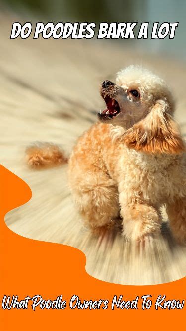Do Poodles Bark A Lot What Poodle Owners Need To Know Poodle Dog