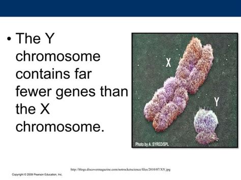 Melc Sex Determination Sex Chromosomes Ppt Explain The Different Patterns Of Non Mendelian