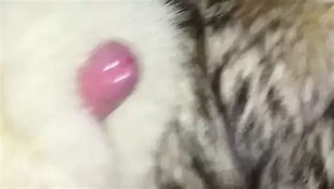 Suzanne Wearing Black Fox Fur Gay Amateur Amateur Porn Feat Suzanne2018 XHamster