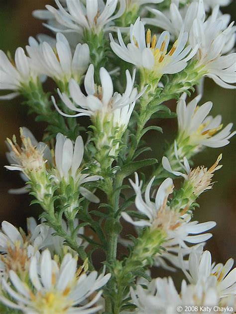 Symphyotrichum Ericoides Heath Aster Minnesota Wildflowers