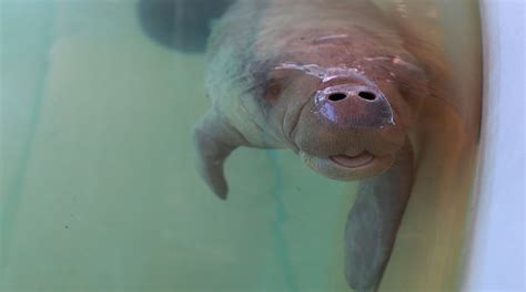 Florida manatees still dying off at concerning rate, experts caution