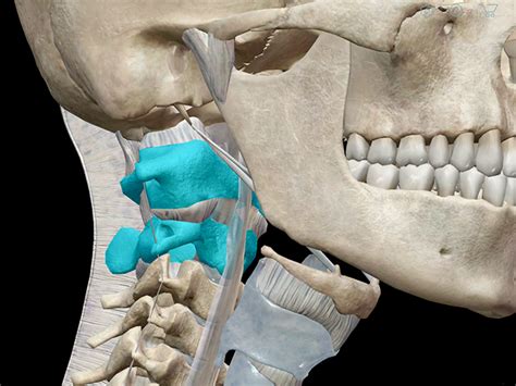 3D Skeletal System: Atlas, Axis, and the Atlanto-Axial Relationship