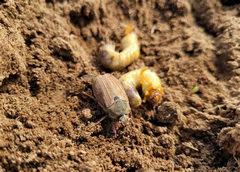 How To Control Chafer Grubs In Your Lawn Myhometurf