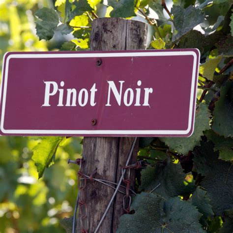 Le pinot noir cépage star des vins de Bourgogne Sodivin Le blog