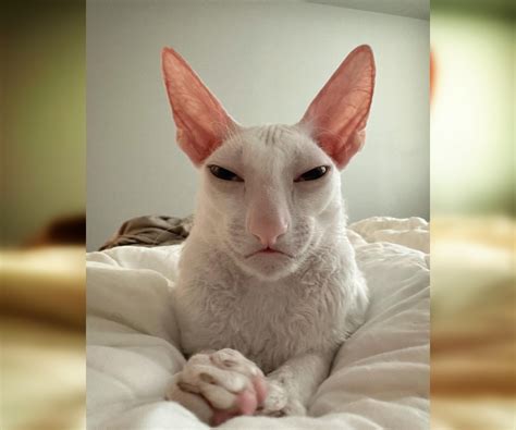 Purrfectly Hilarious A Collection Of Funny Cat Photos • Page 8 Of 24