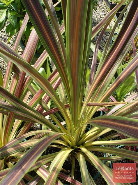 Кордилина южная (Cordyline australis) — описание, выращивание, фото ...