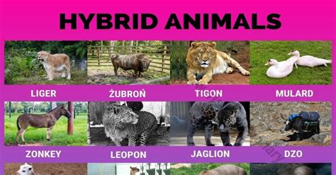 Hybrid Animals: 24 Wonderful Hybrid Animals that Actually Exist ...