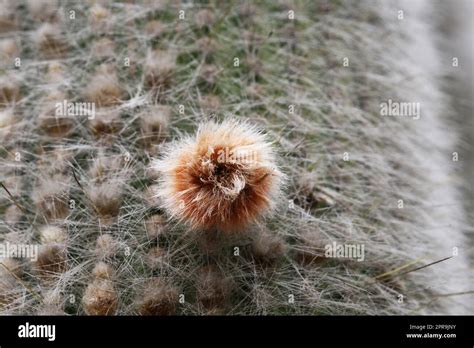 Cleistocactus Hi Res Stock Photography And Images Alamy