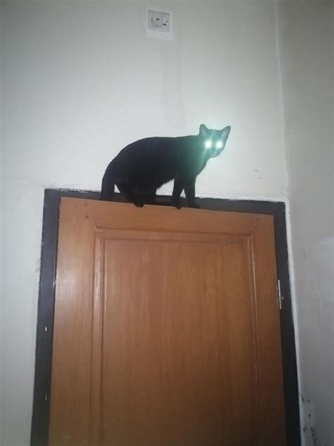 tips for gecko scared indoors 5