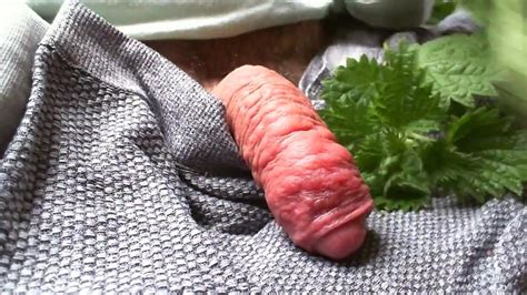 Fly On My Cock Make Me Cumming Gay Amateur Amateur Porn XHamster