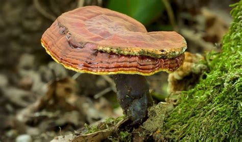 Reishi Ganoderma Lucidum El Hongo De La Inmortalidad Reishi Salud