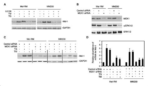Figure 1 from Up-regulation of Mcl-1 is critical for survival of human ...