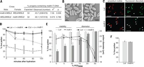 MSL8 Is Required For Mature Pollen Grains To Survive Hypoosmotic Shock