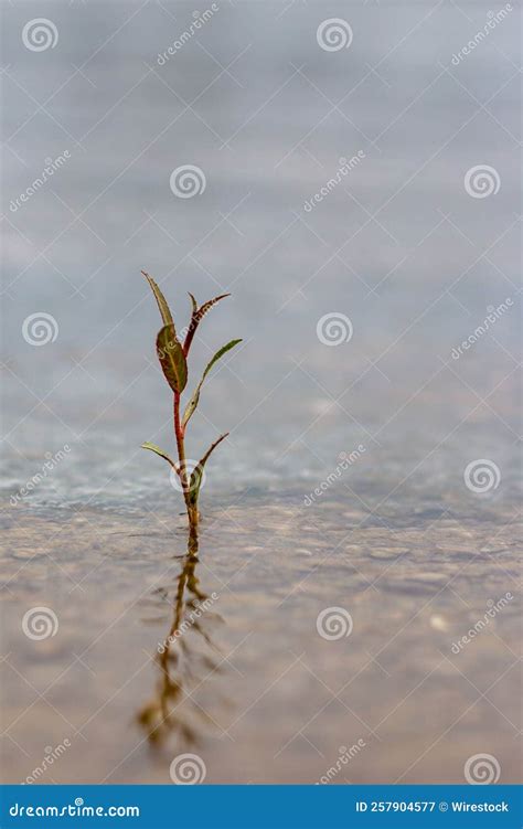 Vertical Shot Of A The Plant Grown In The Water Stock Image Image Of
