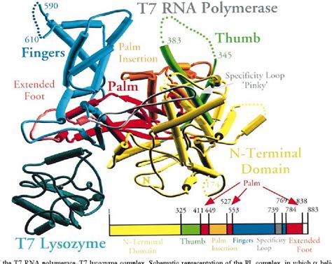 Figure 1 From Structure Of T 7 RNA Polymerase Complexed To The