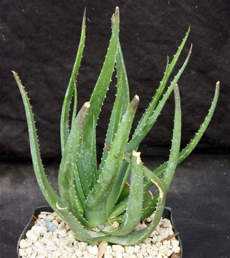 Aloe Cv Safari Sunrise One Gallon Pots Arid Lands Greenhouses