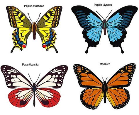 butterflies daytime dreamy winged creatures animal pictures