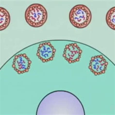 virus explorer