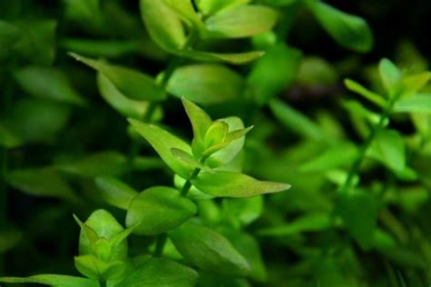 Бакопа каролинская (Bacopa caroliniana) | содержание