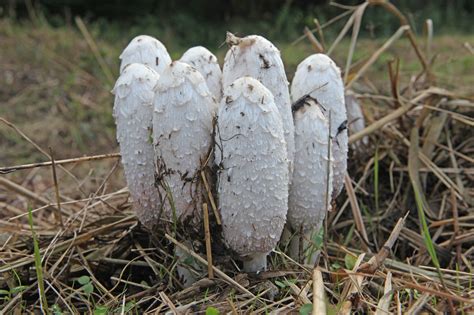 Coprinus comatus - Heilpilz - Heilpflanzen24.com