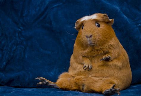 Guinea Pig Funny