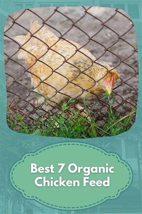 Best Chicken Feed 7 Organic Brands For Laying Hens Reviewed Artofit