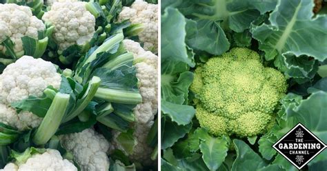 How To Grow Cauliflower Gardening Channel