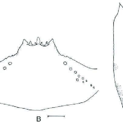 Mature Larva Of S A Wanchaii A Apical Portion Of Mandible B