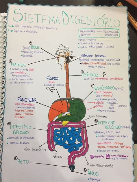 Ciências Morfofuncionais Dos Sistemas Digestório Endócrino E Renal
