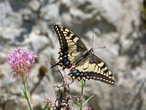 Mariposas Y Libélulas