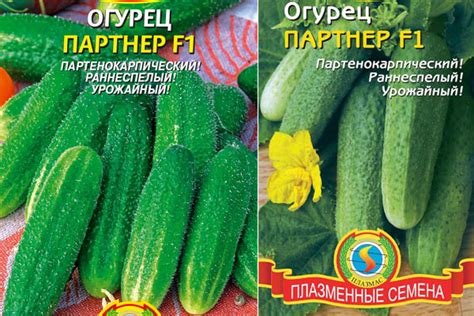 Огурец Партнер F1: отзывы, описание сорта, фото, характеристика ...