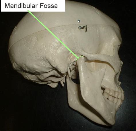 Fossa Anatomy Definition Anatomy Book
