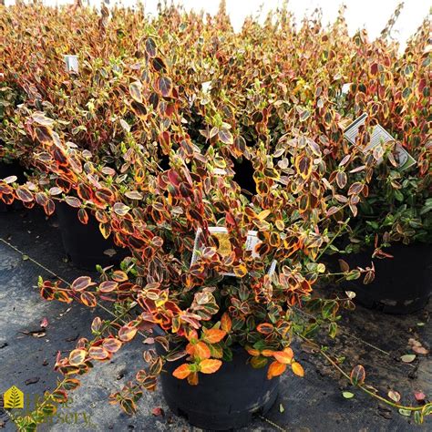 Euonymus fortunei 'Emerald 'n' Gold' Wintercreeper from Home Nursery