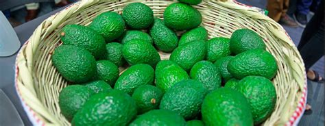 Exportación de palta ya no superaría los mil millones de dólares este