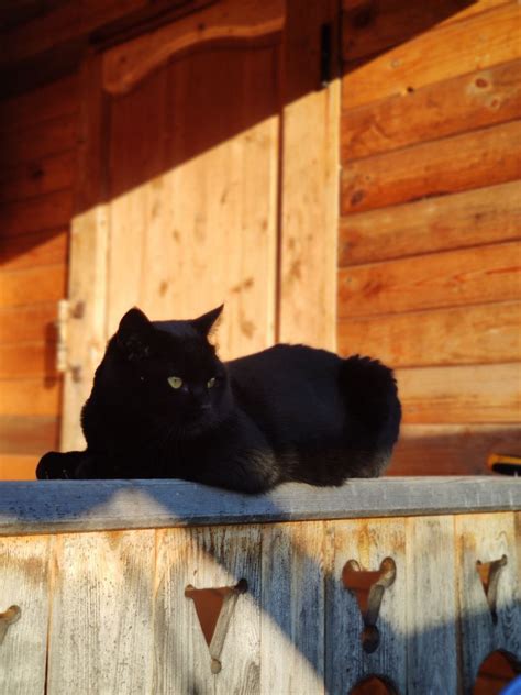 Улетели комары (Котеище) / Стихи.ру