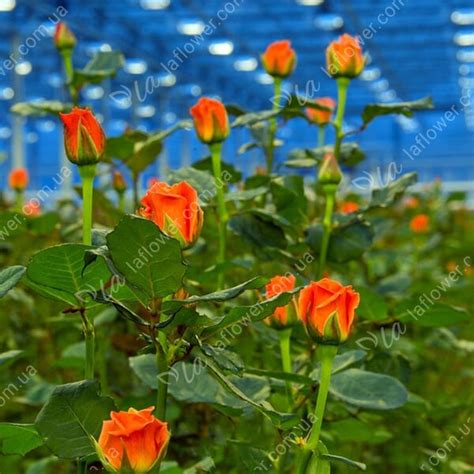 Роза Мисс Пигги купить - Laflower