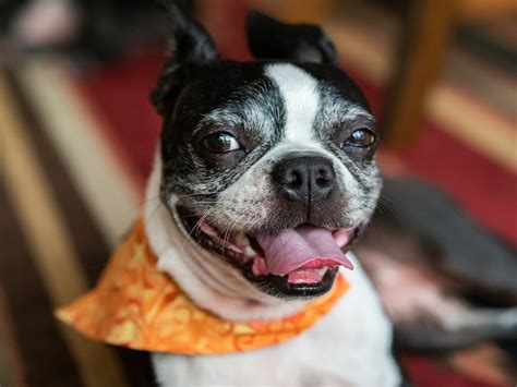 boston terrier health issues maggielovesorbitcom