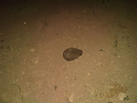 Ёжик | Пикабу