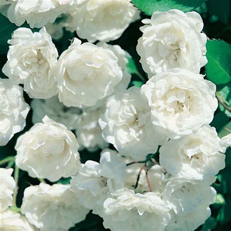 Rose White Meidiland | Flower Power