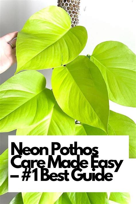 Neon Pothos Care Made Easy 1 Best Guide Artofit